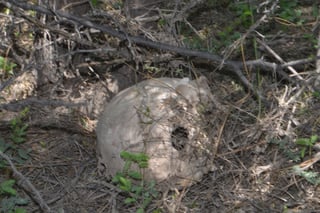 Hallazgo. El primer cráneo humano fue localizado por el Grupo VIDA a las once de la mañana a espaldas del Cerro de Bola. (El Siglo de Torreón)