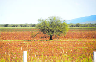 Peñón Blanco. A más de 100 productores de frijol de Peñón Blanco no les han pagado el frijol del esquema de acopio de 2013.