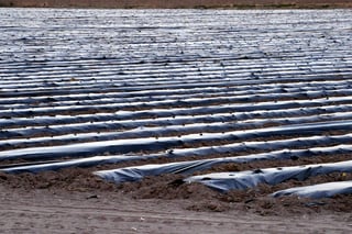Aumentan cultivo. Productores de chile de La Laguna de Durango incrementaron la siembra del producto a 500 hectáreas.