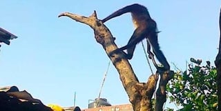 El mono araña fue trasladado a una Unidad de Manejo Ambiental (UMA) en el municipio de Orizaba, donde se le hará una valoración médica y se quedará en resguardo en un área adecuada para su recuperación. 