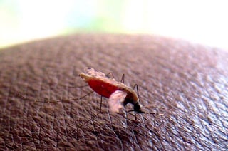 Un anopheles gambiae, el mosquito vector del parásito que causa la malaria. (ARCHIVO)