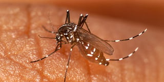Enfermedad. El virus Chikungunya ha provocado grandes problemas de salud en diversos países de América.