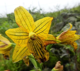 El hallazgo de la flor, cuyo nombre científico es 'Chloraea undulata', ha sido incluido en la Guía de la flora de las lomas de Lima, que ha presentado el Ministerio de Agricultura y Riego tras dos años de trabajo. (EFE)