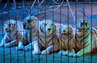 Aprueban prohibición de animales en circos.