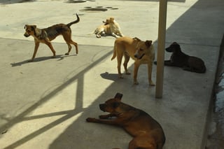 Emergencias. Corazón Canino y el Centro de Control ofrecerán el segundo curso de primeros auxilios en perros y gatos. (ARCHIVO)