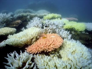 El aumento de temperatura de la superficie marina y la acidificación de los océanos, causados por el incremento de los niveles de CO2 en la atmósfera, son algunas de las causas que causan el blanqueo de los arrecifes de coral. (ARCHIVO)
