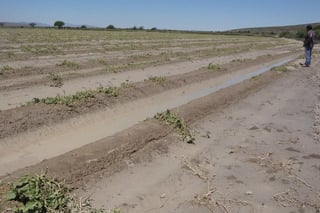 Daños. Entre 600 y 700 hectáreas de cultivo en Tlahualilo, se encuentran afectadas a raíz de una tromba que cayó el viernes. (CORTESÍA)