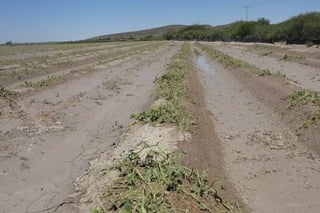 Daños. Cultivos de Tlahualilo resultaron afectados por una tromba que cayó.