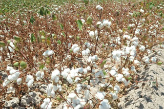 Ciclo agrícola. Hay dos esquemas de comercialización para la producción de algodón en este año. (EL SIGLO DE TORREÓN)