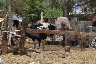 Productores. De un total de 900 productores lecheros de traspatio, ya sólo quedan 400 en La Laguna. (ARCHIVO)
