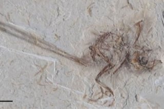 El desarrollo de los huesos que pueden observarse en el fósil indica que el pájaro murió joven. (NATURE)