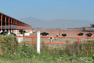 Problemática. La ganadería lechera de la región está cada vez más en riesgo por la importación de productos en polvo. (CLAUDIA LANDEROS)