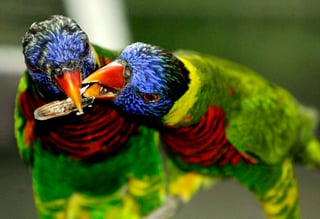 El descubrimiento podría ayudar a conocer los orígenes del “habla” de estas aves, pero también arrojar luz sobre cómo surgieron áreas nuevas en el cerebro durante la evolución. (ARCHIVO)