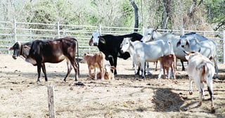Calidad. Las especificaciones del ganado a exportar deberán acatarse por parte de los productores pecuarios.