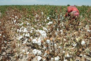 Algodón. Ahora es el sector algodonero el que tiene riesgo de tener plaga ya la Sagarpa ya ha promovido labores preventivas. (ARCHIVO)