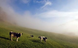 La mujer, una turista alemana, decidió tomar un atajo a un restaurante en los Alpes cuando se encontró con las vacas, que al parecer en su intento por proteger a sus crías, la pisotearon.