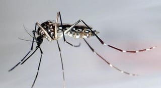 Los 27 casos de dengue registrados en el presente año, 25 son clásicos y dos hemorrágicos. (ARCHIVO)