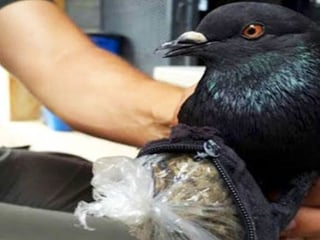 La ave fue 'arrestada' y se investigará para cuál recluso iba dirigida la mercancía. (ESPECIAL)