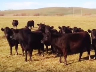 Todos los ejemplares bovinos se acercaron al escuchar la melodía. (YOUTUBE)