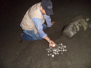 Dinero. Los huevos de tortuga recuperados tienen un gran valor en el mercado, explicaron expertos.(Archivo)