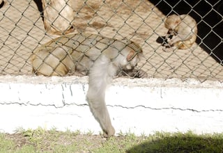 Recursos. Autorizaron 50 millones de pesos para la rehabilitación del zoológico y otro parque.