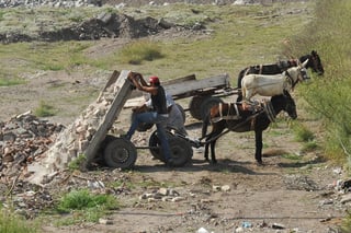 El municipio de Torreón proyecta  el rescate  de los  burros y caballos que son explotados por cientos de carromateros como animales de carga. (ARCHIVO)