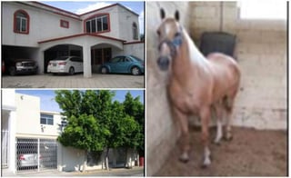 El Ministerio Público de la Federación aseguró a una organización criminal más de una docena de vehículos, en su mayoría tipo tráiler, montacargas, así como caballos “cuarto de milla”. (TWITTER)