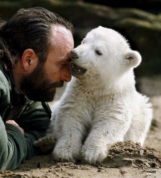 Knut, que fue el primer oso criado en cautividad que sobrevivió, en los 160 años de historia del Zoo de Berlín, falleció de forma repentina en 2011 ahogado en la piscina a causa de un ataque de epilepsia. (EFE)