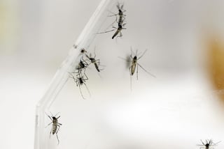 Los mosquitos vectores (Aedes aegypti y albopictus) son altamente eficientes, pues diversos agentes patógenos son susceptibles de replicarse en ellos, como el del dengue, chikungunya, así como los virus Zika, de la fiebre amarilla, entre otros 20. (ARCHIVO)