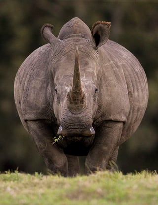 Tafadzwa Gosho murió el lunes por la noche después de que lo aplastara el rinoceronte al que cuidaba, afirmó la directora del parque Imire, Kate Travers. (Archivo)