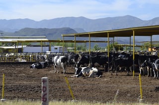 Garantías. Busca la SAGDR mejorar movilidad del ganado al interior del estado y con ello garantizar la sanidad de los animales. (EL SIGLO DE TORREÓN)