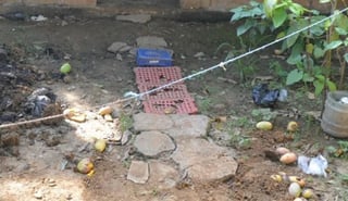 Los restos humanos fueron encontrados en una localidad del municipio de Alvarado, hasta donde se trasladaron especialistas de la Fiscalía General del Estado para iniciar las investigaciones.  (TWITTER)