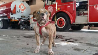 Nico es un bulldog que ahora forma parte del cuerpo heroico de Bomberos de Monclova. (EL SIGLO DE TORREÓN)
