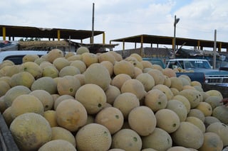 Calidad. Actualmente la gente prefiere el melón mexicano debido a que se ha incrementado su calidad por encima del extranjero. (ARCHIVO)