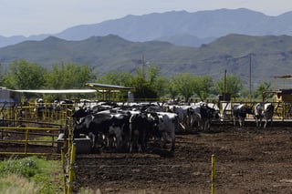 No exportan. En La Laguna predomina el ganado lechero que es más propenso a la tuberculosis. (CLAUDIA LANDEROS)