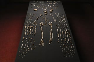 El pasado mes, un grupo de expertos describió por primera vez al Homo Naledi, una nueva especie de homínido que tiene rasgos de Australopithecus y que podría ser el ejemplar más antiguo del género Homo. (EFE)