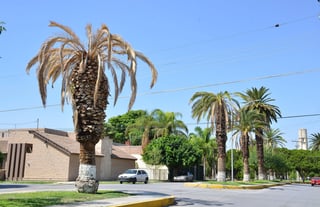 Diagnóstico. Inifap continúa con la investigación sobre la plaga que afecta las palmas de Torreón Jardín. (Fernando Compeán)
