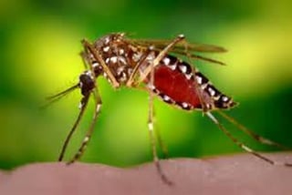 Alarma. El dengue y el chikungunya suman ya más de 27 mil afectados en el país.