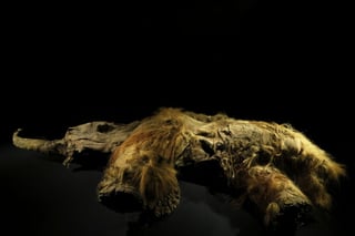 Yuka, cuyo cerebro pesa unos 4,300 gramos, fue encontrado congelado en 2010 cerca del mar de Laptev, donde habría muerto hace casi 40,000 años a los 6-8 años de edad. (ARCHIVO)