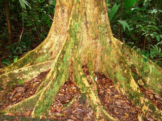 Los bosques amazónicos han perdido un 12 por ciento de su extensión y se proyecta que perderán entre un 9 a 28 por ciento adicionales para el año 2050. (EFE)