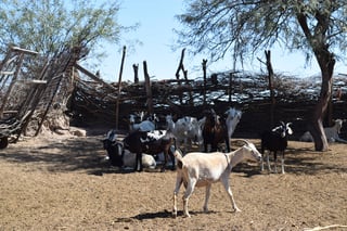 Apoyo. Especialistas orientan a los caprinocultores y demás productores para la comercialización de su ganado. (MARY VÁZQUEZ)