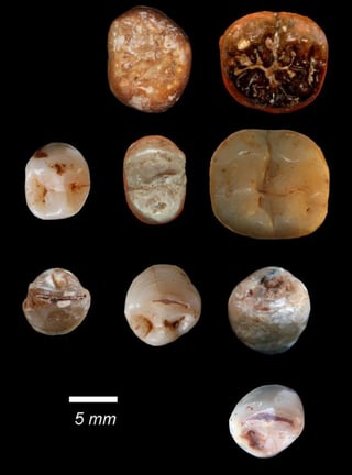 Un equipo de la Universidad de Tel Aviv ha analizado meticulosamente dientes humanos prehistóricos hallados en la cueva de Qesem, localizada en el centro de Israel en 2000, y elaborado a partir de ellos el patrón de comportamiento que siguieron sus habitantes. (EFE)