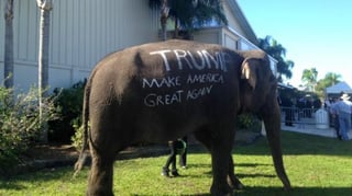 Seguidores del aspirante dieron paso al elefante, símbolo del Partido Republicano, mientras le tomaban fotos. (TWITTER)