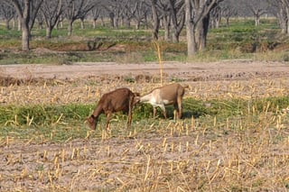 Hato caprino. Aunque lentamente, se han podido recuperar algunas cabras luego de sequía. (EL SIGLO DE TORREÓN)