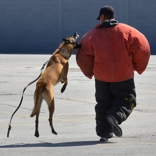 Los perros se han convertido en una gran ayuda militar. (Archivo)