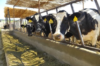 Complicado. La caída de los precios internacionales de la leche impactó a los productores nacionales en 2015. (ARCHIVO)
