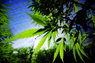 Debate. La legalización del consumo de la marihuana se está convirtiendo en una tendencia global.