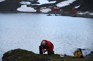 El ejemplar de tardígrado (popularmente conocido como oso de agua) resucitado fue hallado en unas muestras de musgo obtenidas en noviembre de 1983 cerca de la base polar Showa que Japón tiene en la Antártida Oriental. (ARCHIVO)