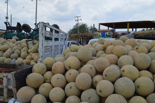 Melón. A diferencia de los productores de melón de Matamoros, a los de San Pedro, el año pasado les fue bien con la cosecha. (EL SIGLO DE TORREÓN)