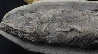 El fósil data de los periodos Jurásico y Cretácico y ha sido reconocido por un grupo de paleontólogos de Rusia como la primera pieza de este tipo reportada en Colombia. (INTERNET)